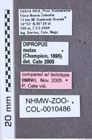 Etikette zu Dipropus melas (NHMW-ZOO-COL-0010486)